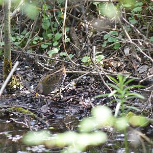 Spotted crake