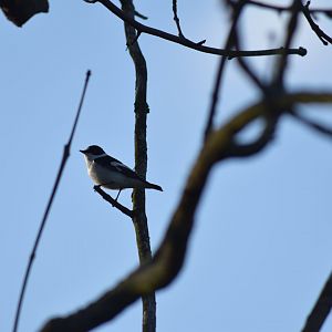 Collared flycatcher