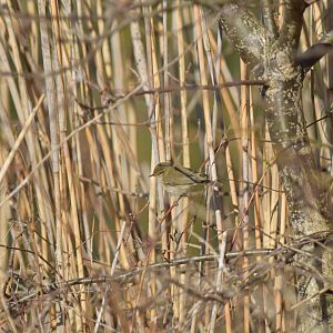 Willow warbler