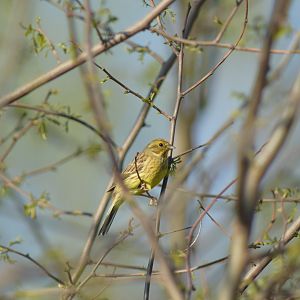 Yellowhammer