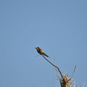 European bee-eater