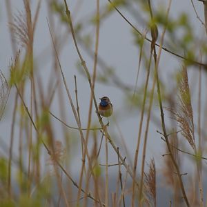 Bluethroat