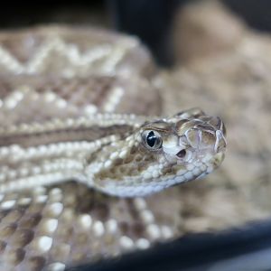 Rattlesnake Ranch - Brazilian Rattlesnake (Crotalus durissus terrificus)