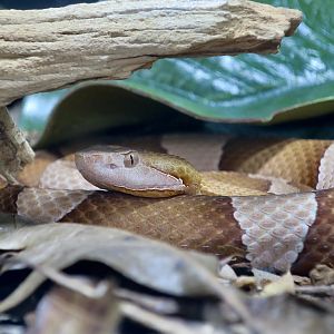 Rattlesnake Ranch - Broad-Banded Copperhead (Agkistrodon laticinctus)