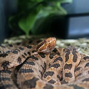 Rattlesnake Ranch - Carolina Pygmy Rattlesnake (Sistrurus miliarius miliarius)
