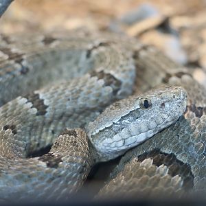 Rattlesnake Ranch - Durango Rock Rattlesnake (Crotalus lepidus maculosus)