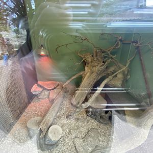 Meerkat indoor enclosure