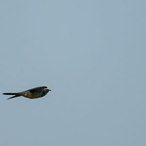 Common cuckoo