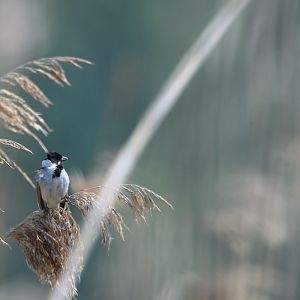 Common reed bunting