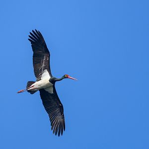 Black stork