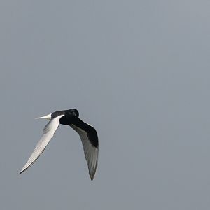 White-winged tern