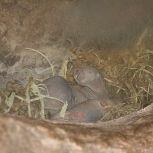 Naked Mole Rats(20/2/25)