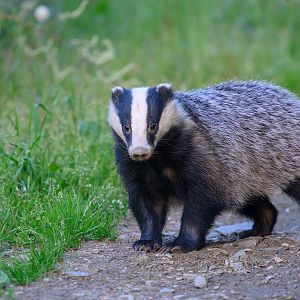 European badger
