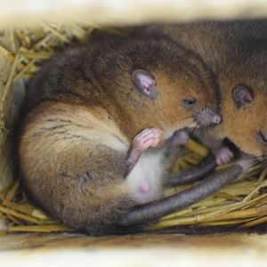 White-tailed antsangy