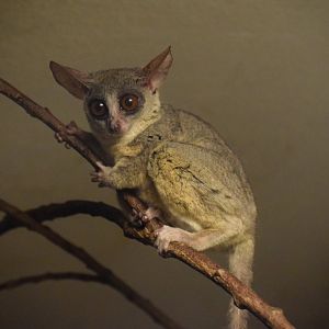 Senegal bushbaby