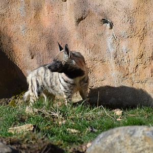 Arabian striped hyena