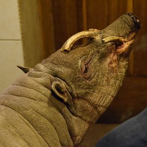 North Sulawesi babirusa