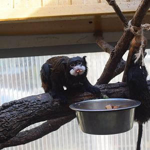 Moustached tamarin