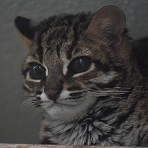 Palawan leopard cat