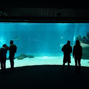 Large shark and ray tank