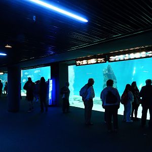 Large shark and ray tank