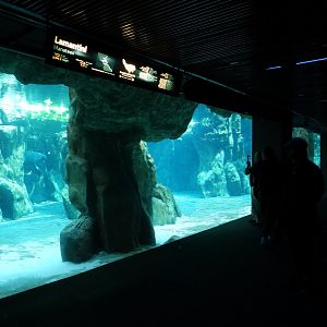 Manatee tank