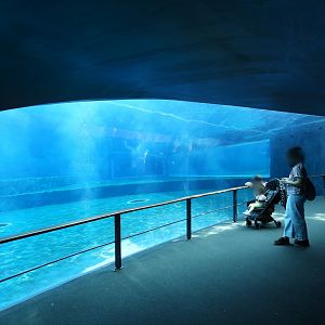 Bottlenose dolphin underwater view