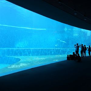 Bottlenose dolphin underwater view
