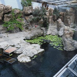Manatee tank above the surface