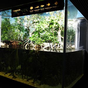 Mangrove tank