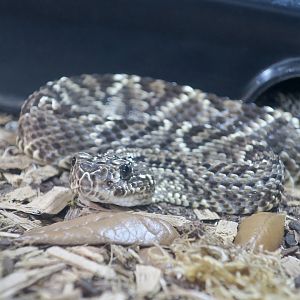 Rattlesnake Ranch - Guárico Rattlesnake (Crotalus durissus "pifanorum")
