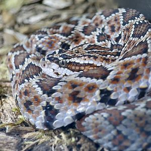 Rattlesnake Ranch - Guerreran Long-Tailed Rattlesnake (Crotalus ericsmithi)