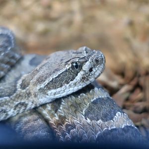Rattlesnake Ranch - Hopi Rattlesnake (Crotalus viridis nuntius)
