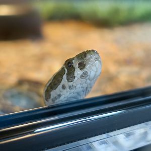Rattlesnake Ranch - (Mexican Lance-Headed Rattlesnake Crotalus polystictus)