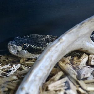 Rattlesnake Ranch - Northern Pacific Rattlesnake (Crotalus oreganus oreganus)