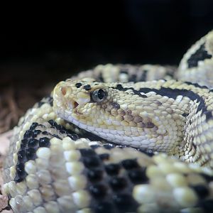 Rattlesnake Ranch - Northwestern Neotropical Rattlesnake (Crotalus culminatus)