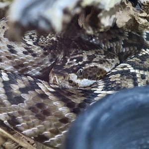 Rattlesnake Ranch - Oaxacan Black-Tailed Rattlesnake (Crotalus molossus oaxacus)
