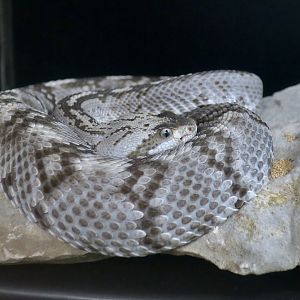 Rattlesnake Ranch - Ornate Black-Tailed Rattlesnake (Crotalus ornatus)