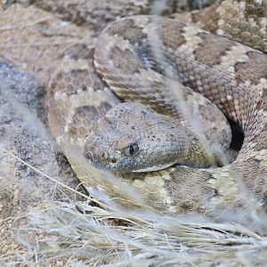 Rattlesnake Ranch - Panamint Rattlesnake (Crotalus stephensi)