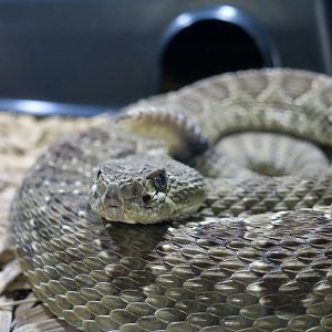 Rattlesnake Ranch - Prairie Rattlesnake (Crotalus viridis viridis)