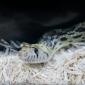 Rattlesnake Ranch - Sonoran Gopher Snake (Pituophis catenifer affinis)