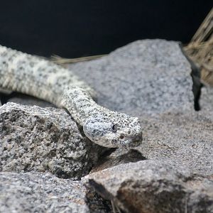 Rattlesnake Ranch - Southwestern Speckled Rattlesnake (Crotalus pyrrhus) blue speck
