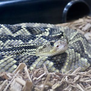 Rattlesnake Ranch - Totonacan Rattlesnake (Crotalus totonacus)
