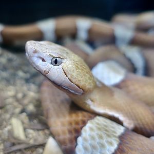 Rattlesnake Ranch - Trans-Pecos Copperhead (Agkistrodon laticinctus)