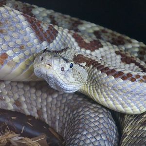 Yucatán Neotropical Rattlesnake (Crotalus tzabcan)