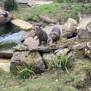 Asian short clawed otters