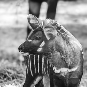 Newborn bongo