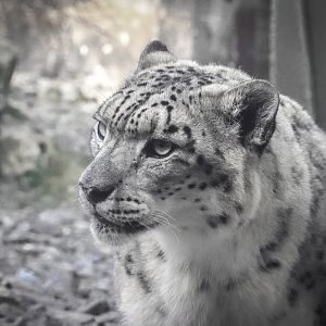 Snow Loepard
