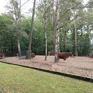 Javan Banteng (Bos javanicus javanicus) and Axis Deer (Axis axis) enclosure