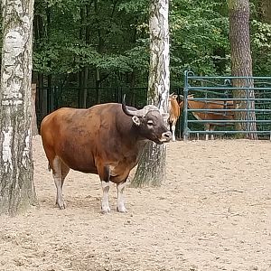 Javan Banteng (Bos javanicus javanicus) and Axis Deer (Axis axis) enclosure